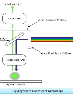 FLUORESCENCE MICROSCOPY