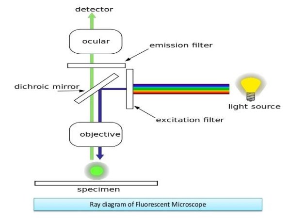 FLUORESCENCE MICROSCOPY