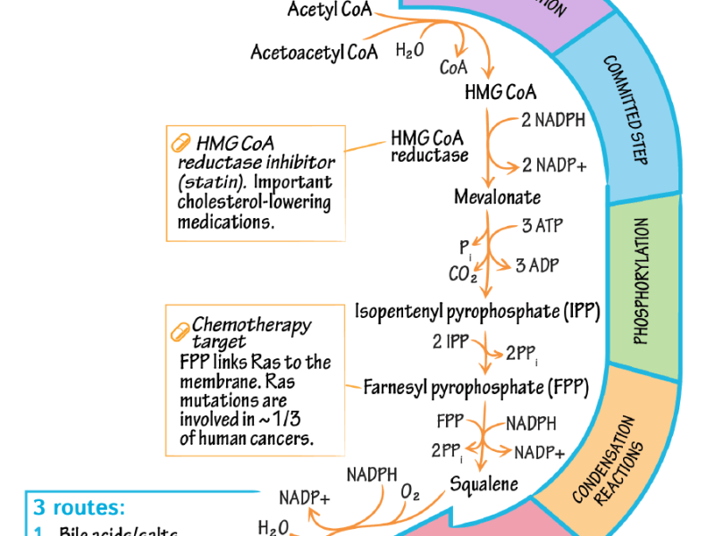 Cholesterol: Sources, Structure and&nbsp;Biosynthesis.