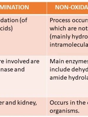 OXIDATIVE AND NON-OXIDATIVE&nbsp;DEAMINATION